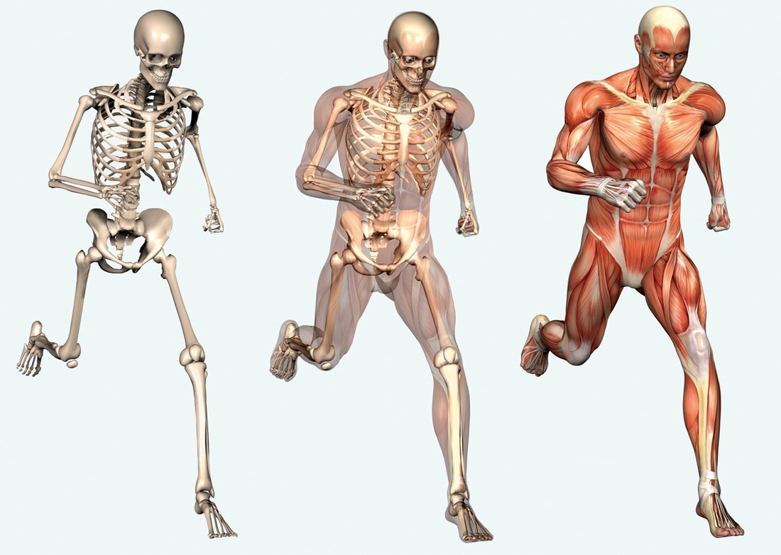 Human Skeleton Anatomy - 10 Facts About the Human Skeleton - Amrut ...